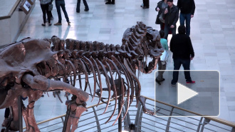Ученые нашли объяснение гибели динозавров