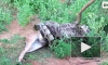 Туристы в Шри-Ланке сняли на видео, как питон полностью заглотил оленя