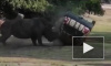 Видео из Германии: В национальном парке носорог напал на авто  с человеком внутри