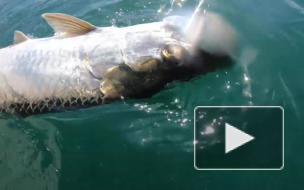 Видео: акула-молот отняла у рыбака улов весом более 80 кг