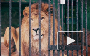 В Ленинградском зоопарке впервые за 20 лет родились мимимишные львята