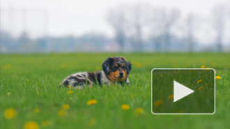 Учёные: собака в доме может спасти от шизофрении