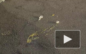 Навального закидали яйцами в аэропорту Томска