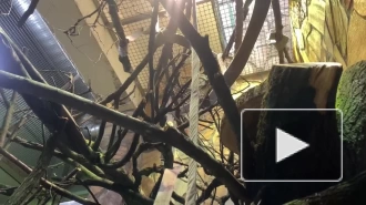 Львинохвостые макаки из Ленинградского зоопарка переехали в новый вольер