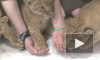 Маленьких львят в Ленинградском зоопарке назвали Исаакием, Леро и Нишати