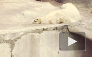 Ленинградский зоопарк раздает животных под опеку петербуржцев