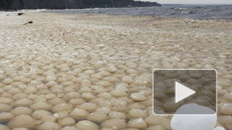 На Финском заливе у берега появилось множество ледяных шариков