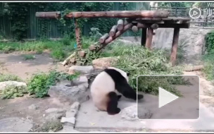 Видео из Китая: Посетители зоопарка забросали камнями панду