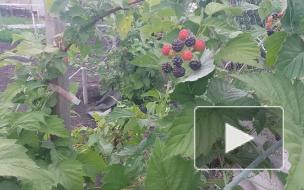 Черная малина защищает кожу от аллергических реакций 