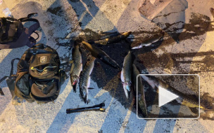 За незаконную ловлю рыбы в Финском заливе мужчину могут привлечь к уголовной ответственности