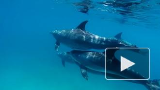 В США увидели в Сирии крымских дельфинов-разведчиков