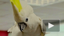 Чемпионат мира 2014, Россия – Бельгия: попугай-пророк сделал прогноз