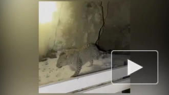 Краснокнижный леопард попался на видео в Чечне