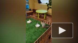 В Екатеринбурге бельчонок предсказал позднюю весну