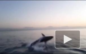 Морской котик выпрыгнул прямо перед акулой