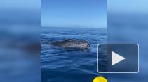 Туристы на Гавайях столкнулись в море с огромным китом