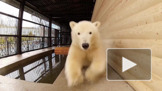 Появилось видео с медведицей Снежинкой из Ленинградского зоопарка