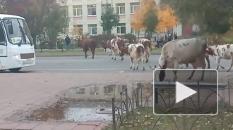 Видео: в Тихвине коровы вышли на прогулку по городу 