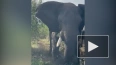 Разъяренный слон в ЮАР едва не перевернул джип с людьми