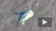 Появилось видео с тюленями, которые принимают солнечные ...