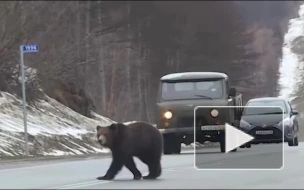 Два медведя терроризируют людей на трассе "Колыма" под Магаданом