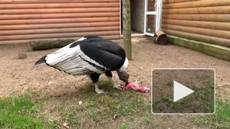 Ленинградский зоопарк показал самку андского кондора Еву