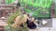 Панда Катюша получила в подарок куклу из бамбука