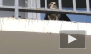 На одном из балконов в Кудрово заметили хищную птицу 