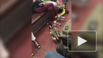 Видео: на станции "Площадь Восстания" женщина с уткой на поводке собирает милостыню 