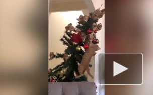 Эрмитаж опубликовал видео, как рыжий кот Рудольф роняет на пол новогоднюю елку