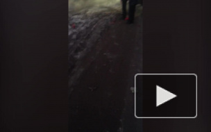 В Ленобласти столкнулись легковой автомобиль, фура с прицепом и микроавтобус