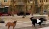 В Красноярске на школьницу напала стая бродячих собак