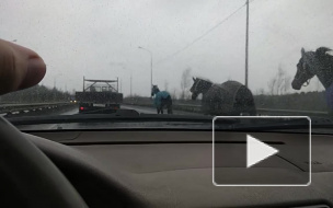 Видео: на Мурманском шоссе гаишники ловят табун лошадей