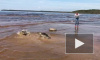 Четыре тюленя выпустили в Балтийское море после реабилитации