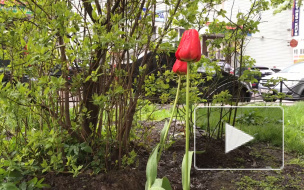 В Петербурге 18 мая прошел град 