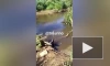Петербуржцы заметили черепашек в реке у Мурино
