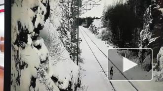 По железной дороге Северного поселка прогуливалась косуля