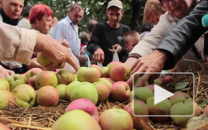 В Петербурге на Яблочный Спас всех желающих угостят освященными яблоками