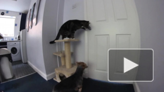 Побег кота и собаки из-под замка британец снял на видео