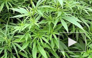 Госнаркоконтроль предлагает сажать коноплю для создания новых рабочих мест