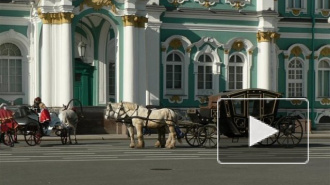 На Дворцовой набережной петербуржца сбила лошадь 