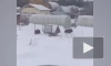 Видео: банда кабанов разгуливает по дачным участкам в Приморске