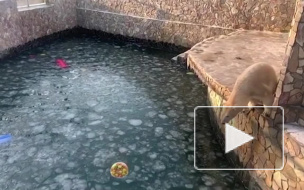 Ленинградский зоопарк показал трюки медведицы Хаарчааны ради тортика