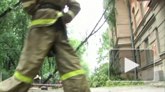 Владелец Мицубиси, на который упало дерево, собирается получить компенсацию