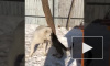 Милое  видео из Владивостока: Овчарка Эльза воспитывает котенка леопарда Милашу