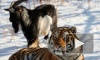 Популярного тигра Амура отправят в парк Краснодарского края
