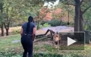 Безрассудное видео из Нью-Йорка: Женщина пробралась в вольер ко льву