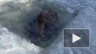 Ленинградский зоопарк показал, как купается выдра Финик