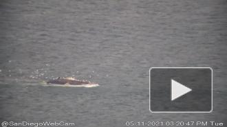 В Калифорнии два редких кита погибли под винтом эсминца ВМС Австралии