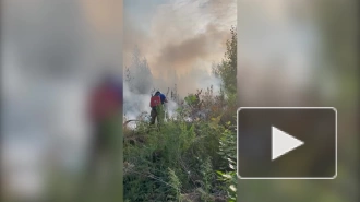 Площадь лесных пожаров в Тольятти растет